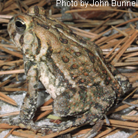 Fowler's Toad